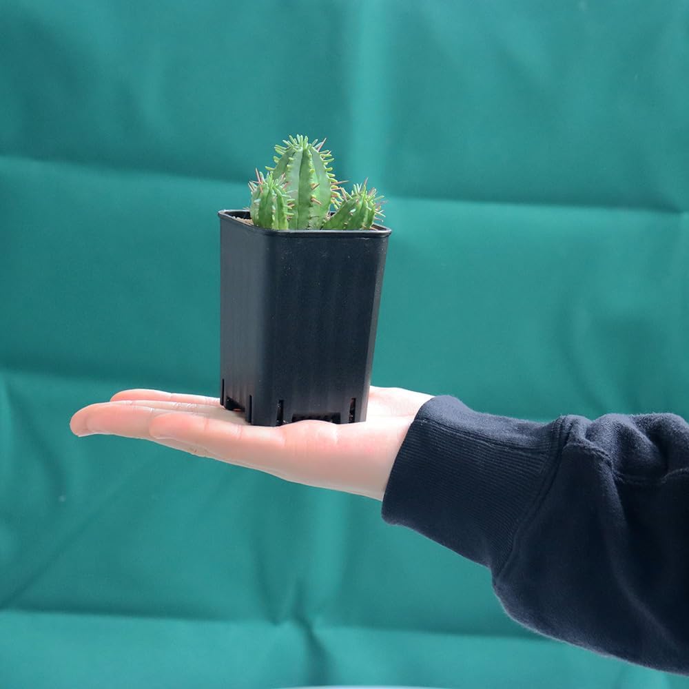 120 Pack 2.40 Inch Small Black Plastic Square Nursery Pot