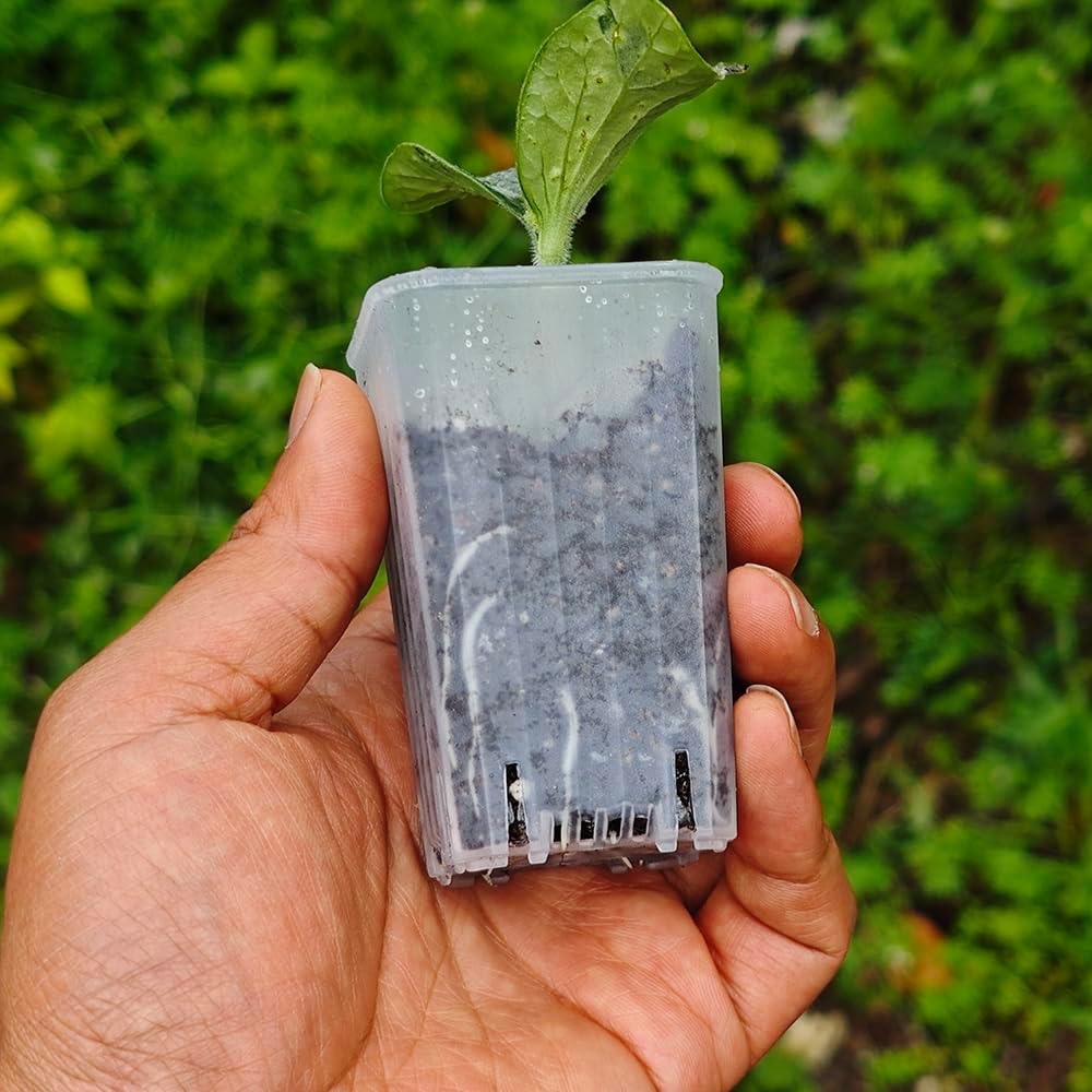 60 Pack 1.95 Inch Tiny Clear Plastic Square Nursery Pot