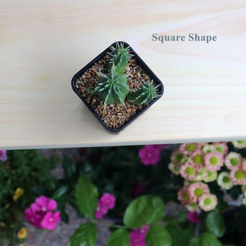 120 Pack 2.40 Inch Small Black Plastic Square Nursery Pot