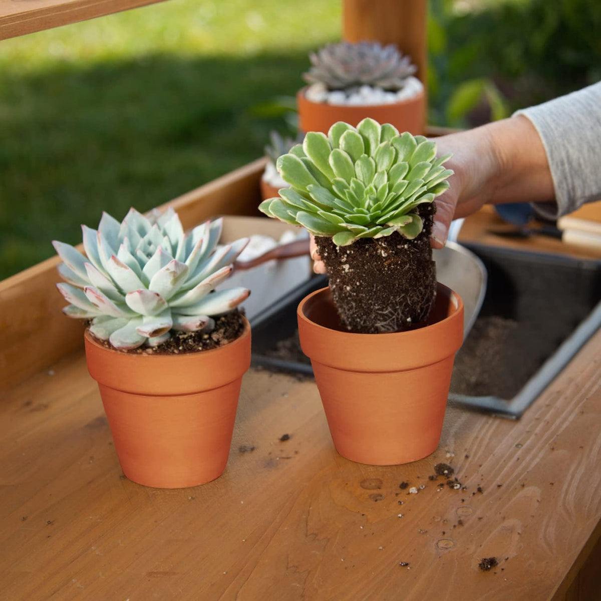 KOAMLY 3 inch Plant Nursery pots Number of Items in a 20 Pack, with Drain, Succulent Seedling Planter, use with Indoor, windowsill, Terra Cotta red Flower pots Wedding Decoration Best Gift for Aunts
