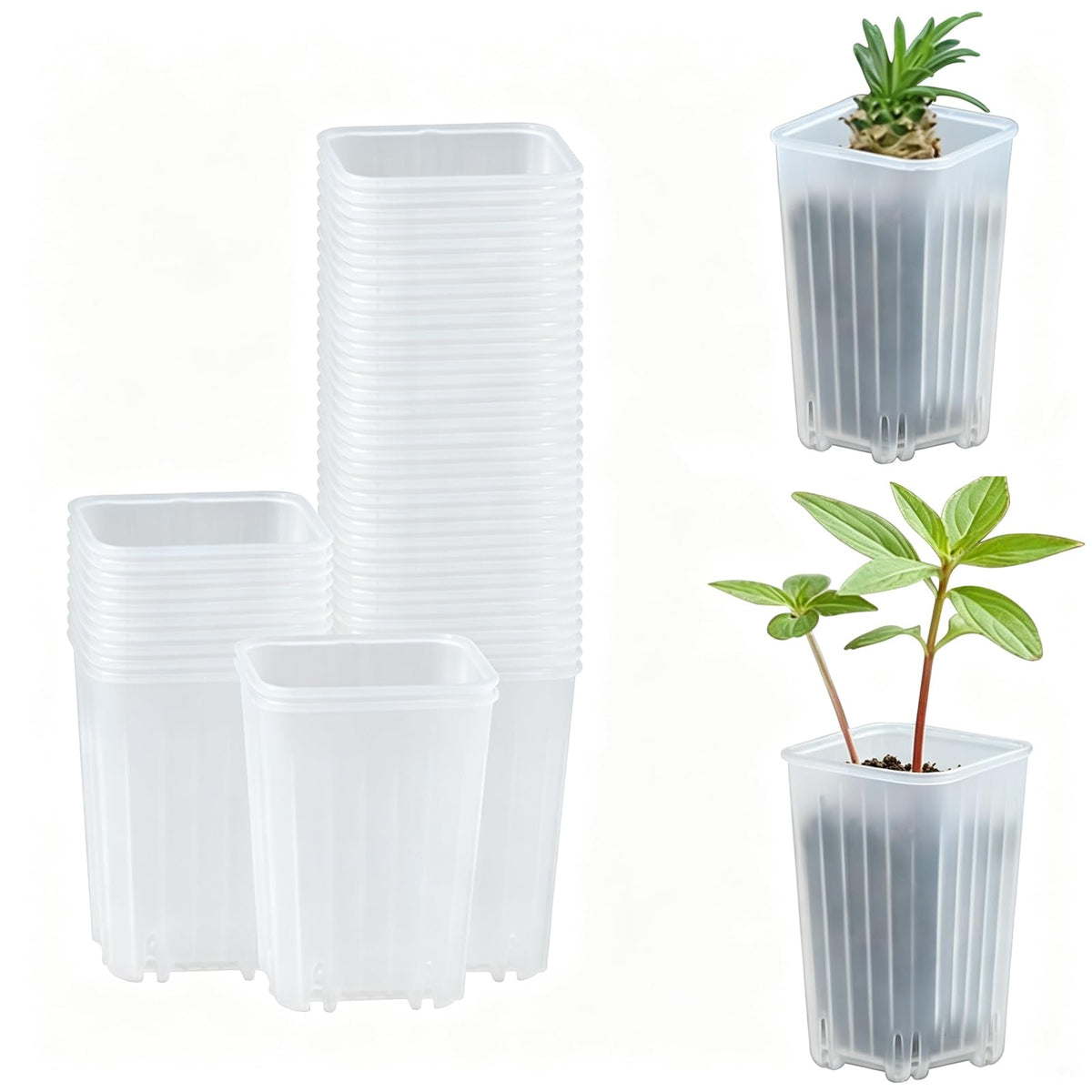 50 Pack 1.6'' Square Clear Nursery Pots, Mini Transparent Planter