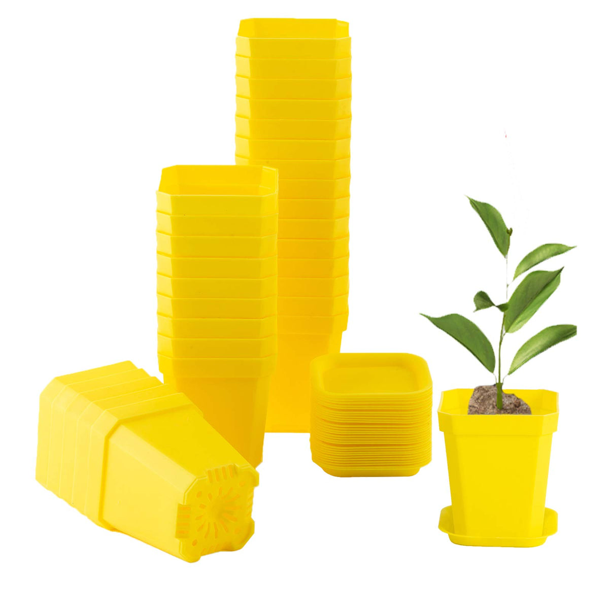 30Pcs 3 Inch Clear Nursery Pots with Saucers, Square Plastic Plant Pot