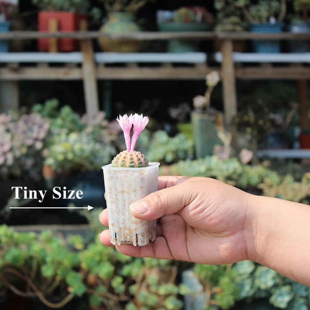 180 Pack 1.95 Inch Tiny Clear Plastic Square Nursery Pot