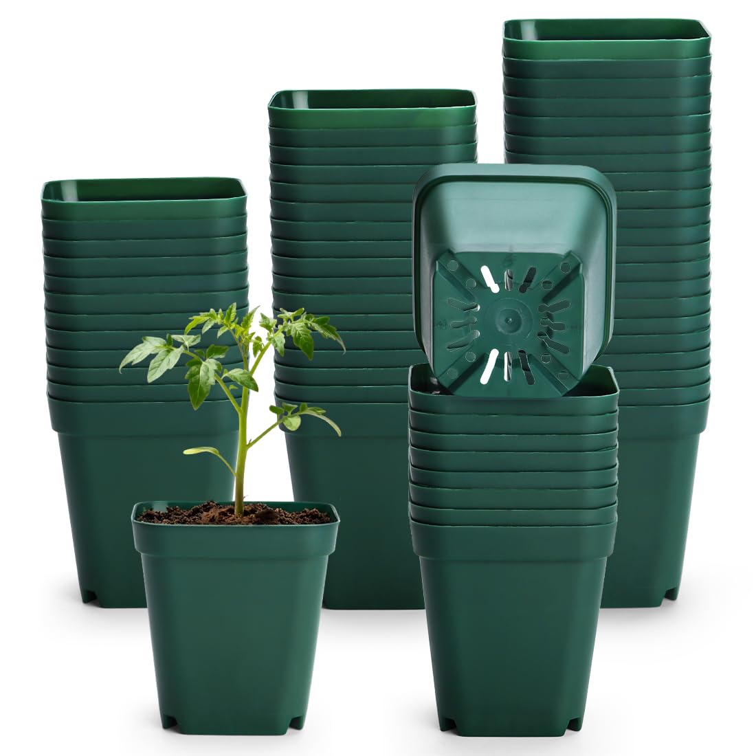 RooTrimmer Square Nursery Succulent Pots 4 Inches 60 Pcs Deep Flower Plant Nursery Seedling Grow Pots Plastic with Drainage (Green, 4Inches, 60Pcs)