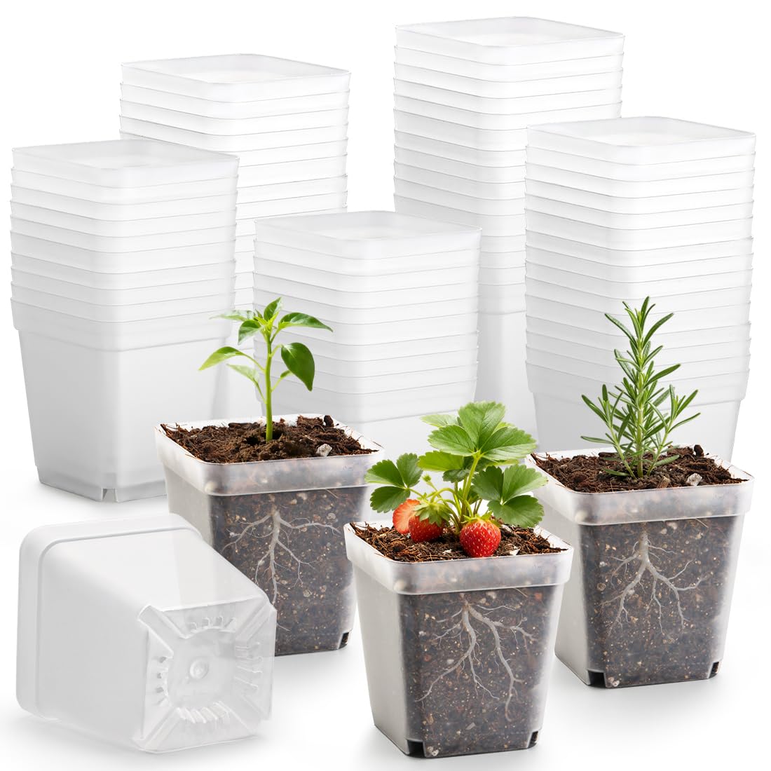 RooTrimmer Square Nursery Succulent Pots 4 Inches 60 Pcs Deep Flower Plant Nursery Seedling Grow Pots Plastic with Drainage (Green, 4Inches, 60Pcs)