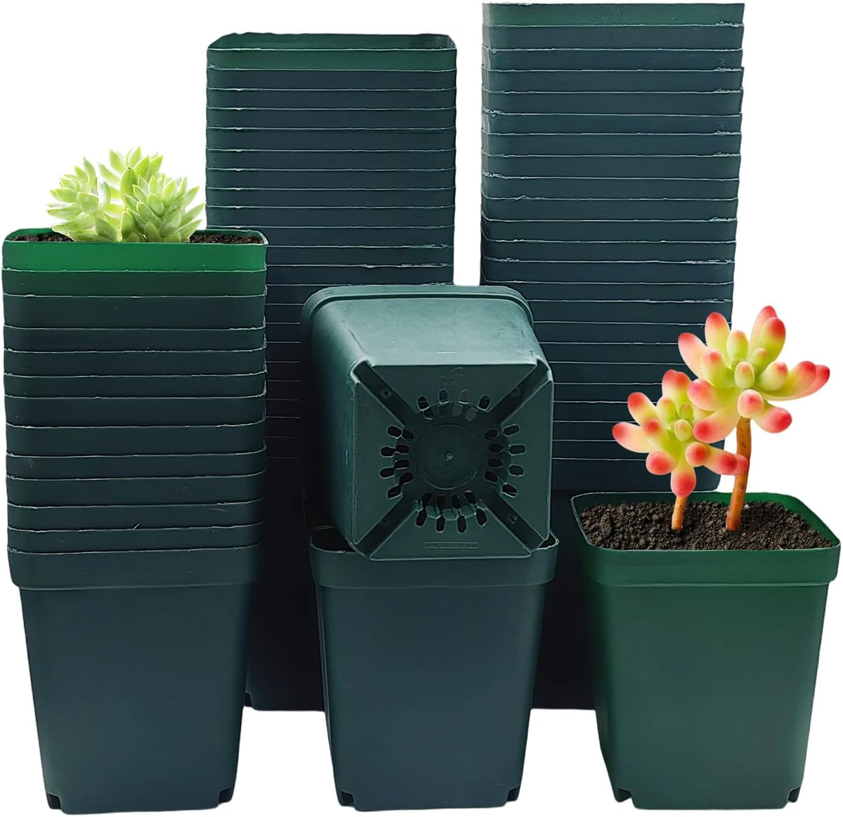 RooTrimmer Square Nursery Succulent Pots 4 Inches 60 Pcs Deep Flower Plant Nursery Seedling Grow Pots Plastic with Drainage (Green, 4Inches, 60Pcs)