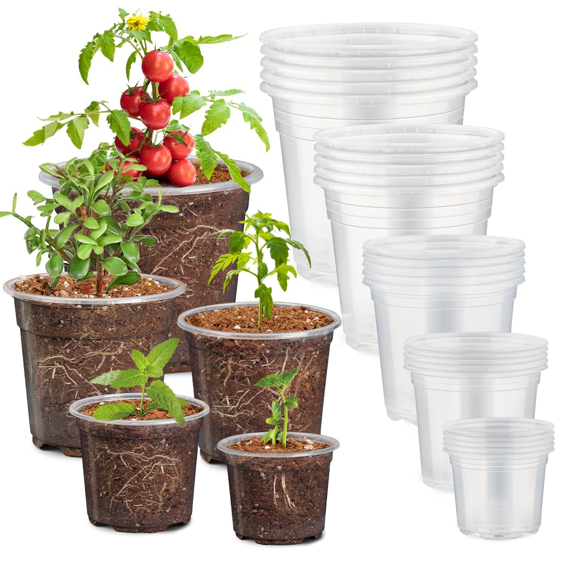 RooTrimmer 4" Clear Seeding Pots 50-Pack Round for Seeds Starting, Seeds Germination Transparent Nursery Pots with Drainage Holes (4Inch,Clear,50Pcs)
