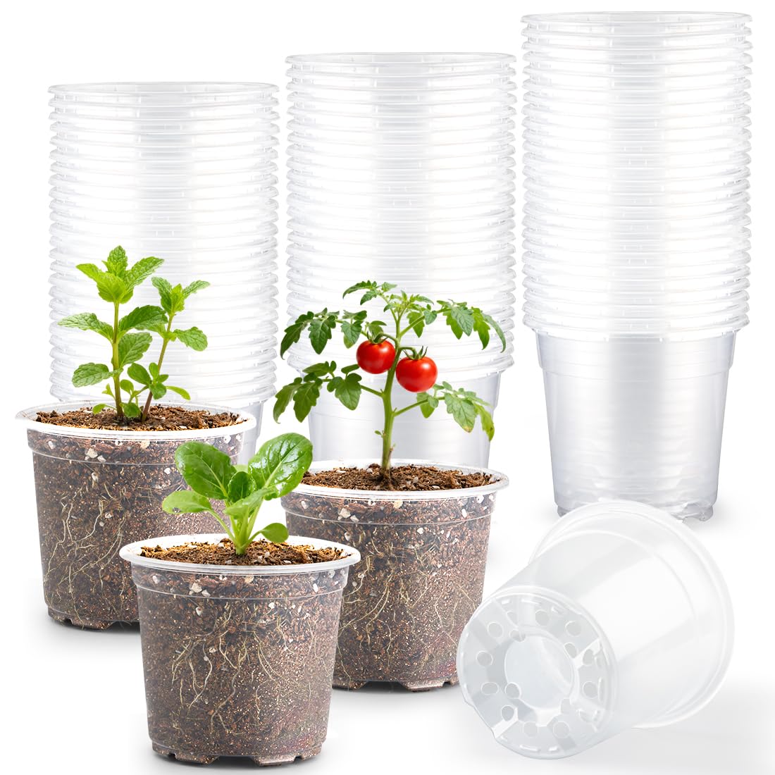RooTrimmer 4" Clear Seeding Pots 50-Pack Round for Seeds Starting, Seeds Germination Transparent Nursery Pots with Drainage Holes (4Inch,Clear,50Pcs)
