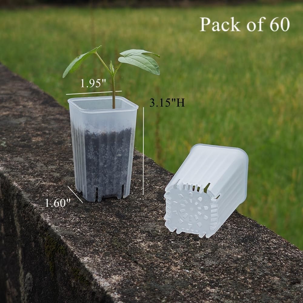 60 Pack 1.95 Inch Tiny Clear Plastic Square Nursery Pot