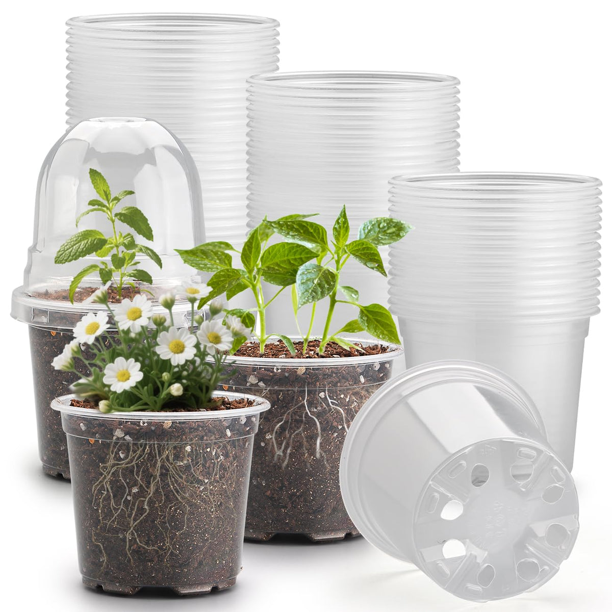 RooTrimmer Transparent Nursery Pots 3.5Inch with Humidity Domes for Seeds Starting, Clear Plastic Plant Pots with Drainage Holes (3.54Inch, 40Pcs,Clear Pots with Lids)