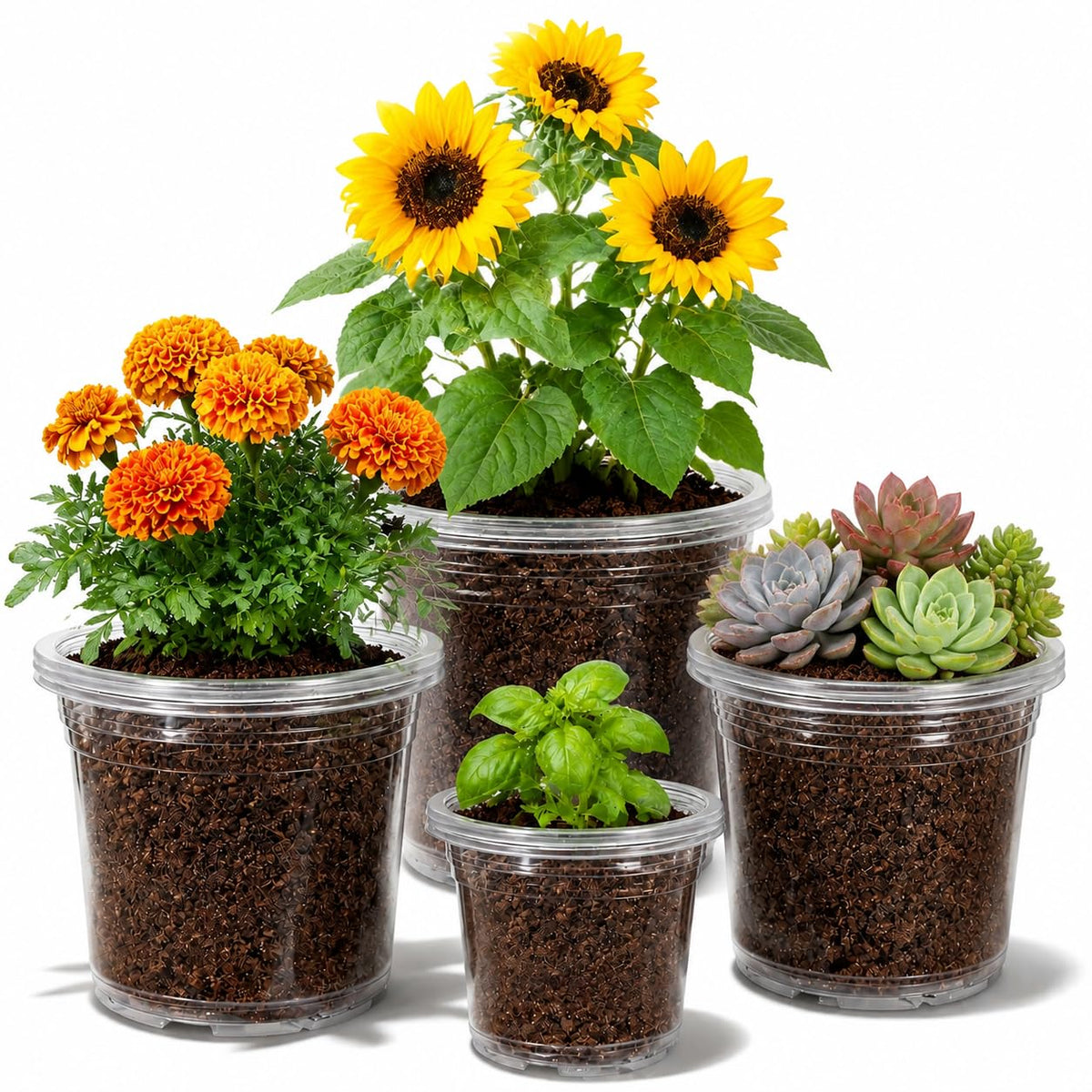 MIXC Clear Nursery Pots with Drainage Holes, 7/5/4/3.5 Inch 36 Pack