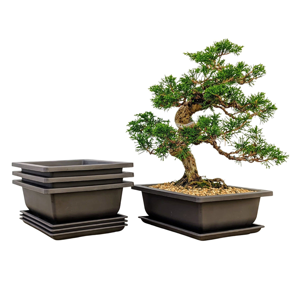 Shallow Bonsai Pots with Drainage Holes and Trays, 6 Inch Training, 3 Pack