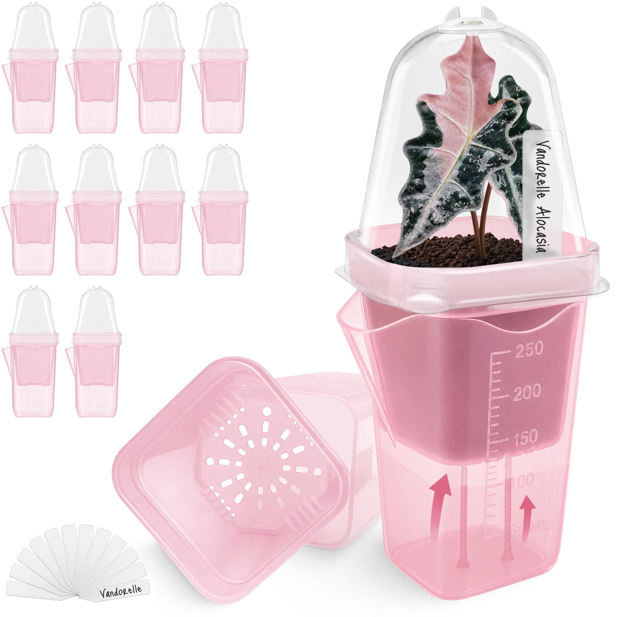 12 Pack 2" Small Pink Self Watering Pots with Humidity Dome for Indoor Plants,Clear Seed Starter Cup,Tissue Culture Acclimation Kit,Alocasia Corm Propagation,African Violet,Cutting,Seedling