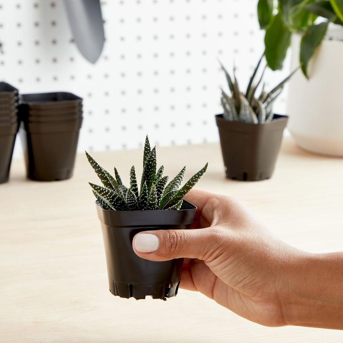 Juvale Square Nursery Pots - Seedling Planters with Drainage Holes - Versatile Pots for Plants & Succulents - Space-Saving Stackable Planters - 2.6 in, Pack of 150, Black