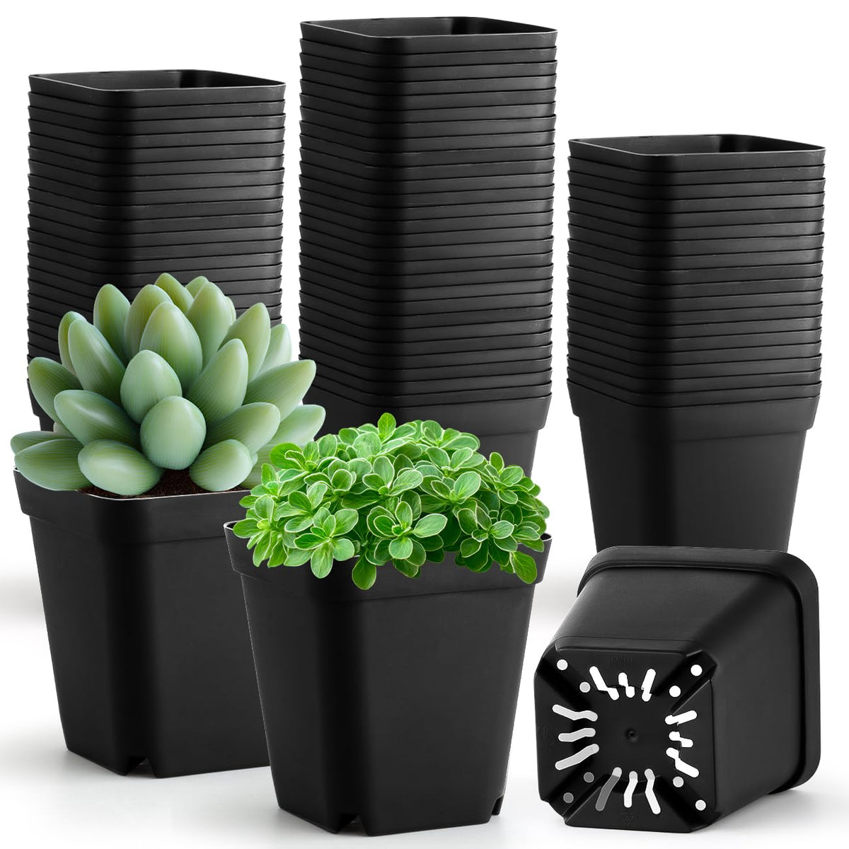 RooTrimmer Square Nursery Succulent Pots 4 Inches 60 Pcs Deep Flower Plant Nursery Seedling Grow Pots Plastic with Drainage (Green, 4Inches, 60Pcs)