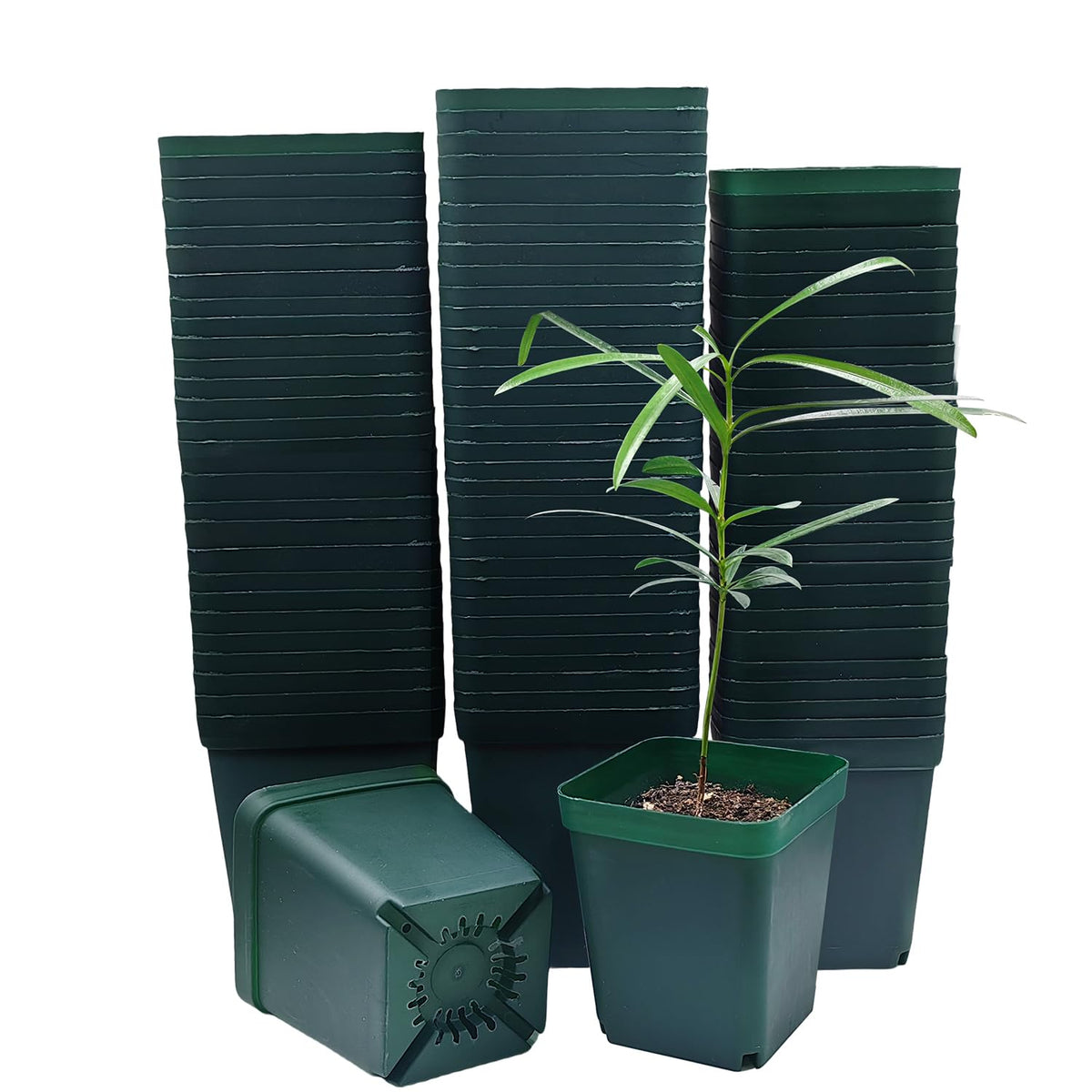RooTrimmer 100 Pack Plant Nursery Pots 3.15 Inch, Durable Square Seedling Pots with Drainage Holes, Reusable Small Plastic Flower Pots for Seed Starting, Transplanting, Herb Garden