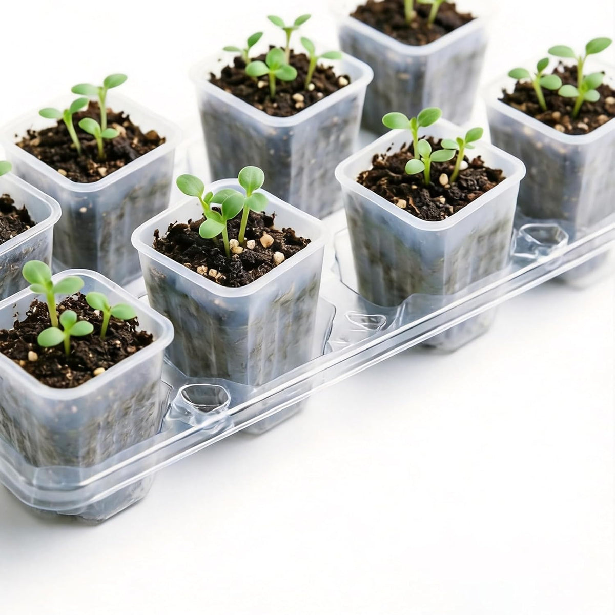 50 Pack 1.6'' Square Clear Nursery Pots, Mini Transparent Planter