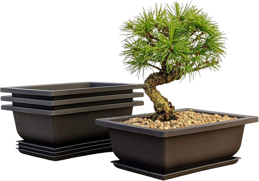 Shallow Bonsai Pots with Drainage Holes and Trays, 6 Inch Training, 3 Pack