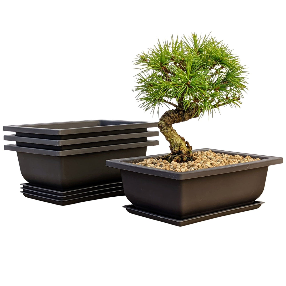 Shallow Bonsai Pots with Drainage Holes and Trays, 6 Inch Training, 3 Pack