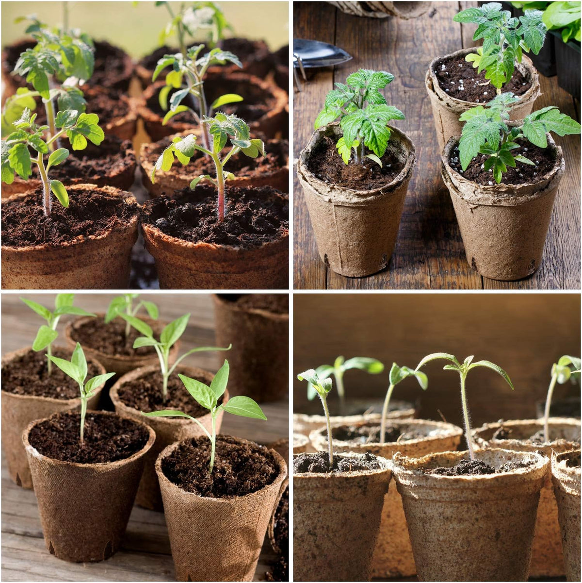homenote 60 Pcs 4 Inch Peat Pots,Nursery Plant Pots,Seed Starting Pots