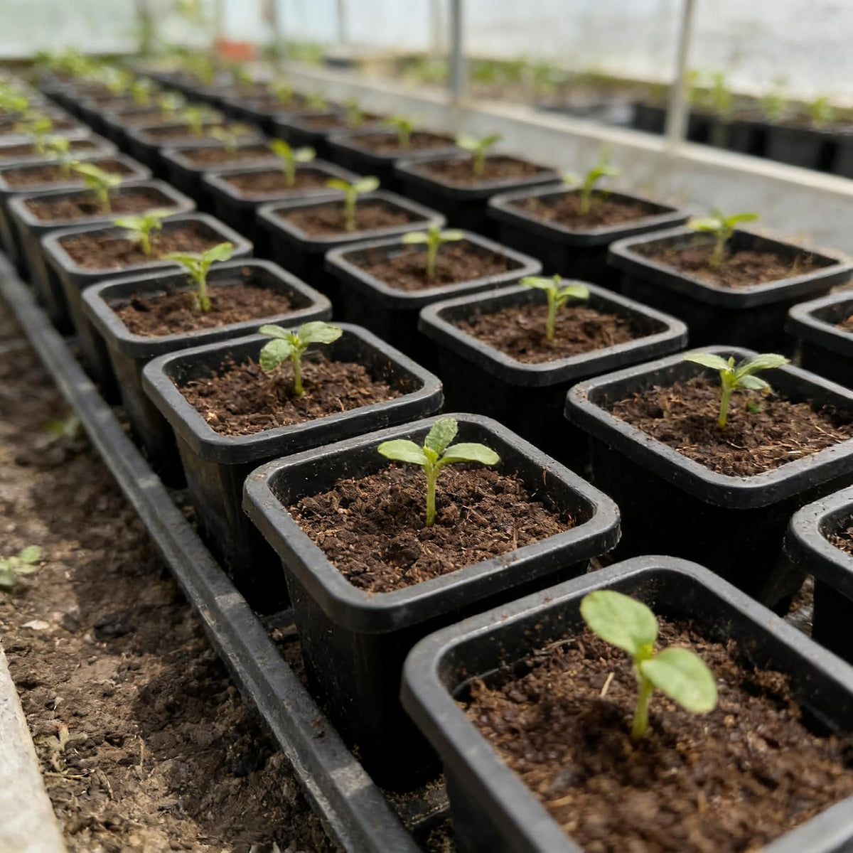 2 Inch Square Nursery Pots, 50 Pack (25 Clear + 25 Black) Seedling Starter Pots, Plastic Plant Pots with Drainage Holes, for Seed Germination, Root View, and Light Blocking