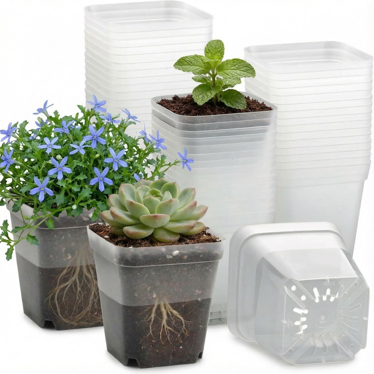 RooTrimmer Square Nursery Succulent Pots 4 Inches 60 Pcs Deep Flower Plant Nursery Seedling Grow Pots Plastic with Drainage (Green, 4Inches, 60Pcs)