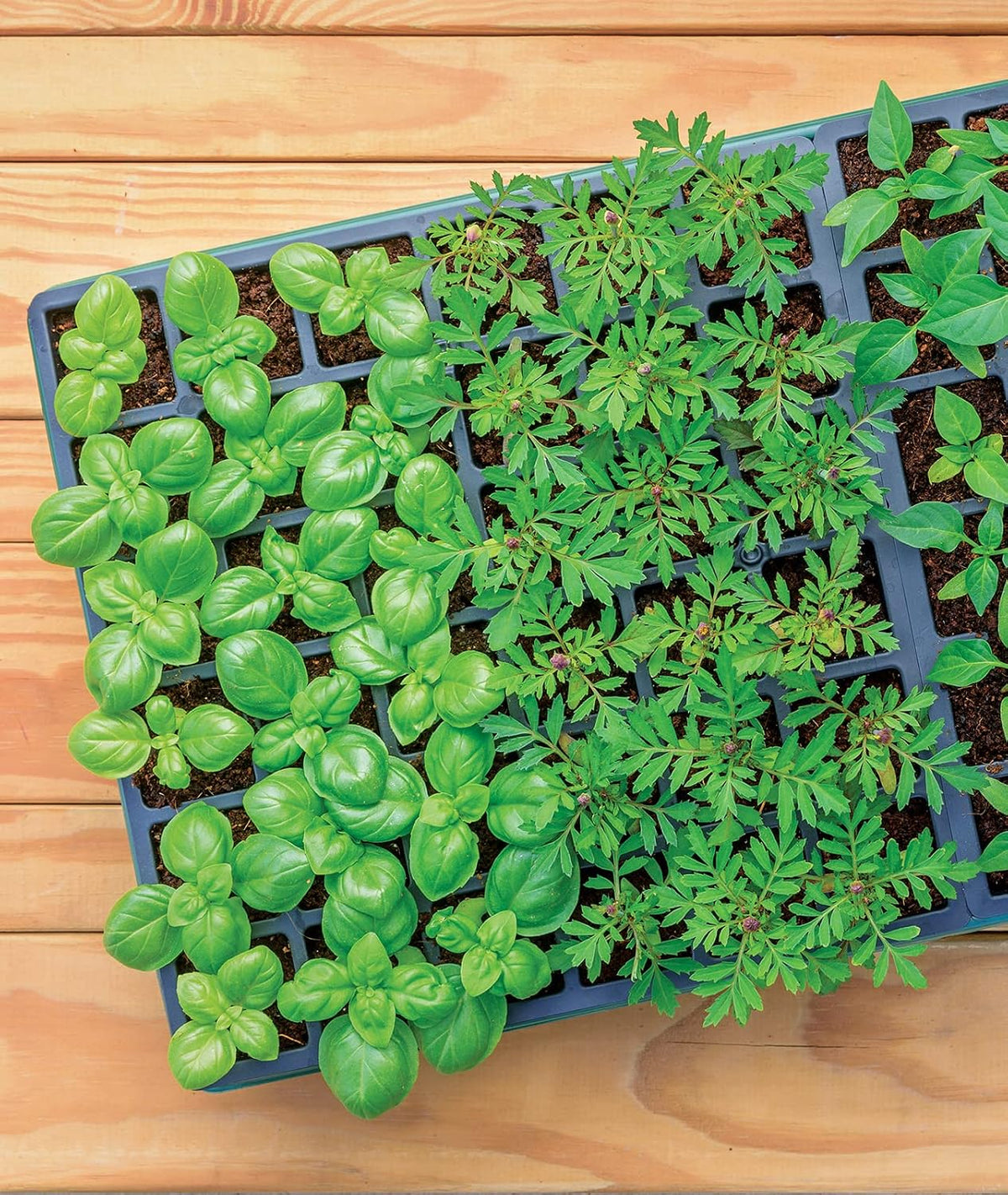 Burpee 72 Cell Seed Starting Kit with Greenhouse Dome and Coir Pellets