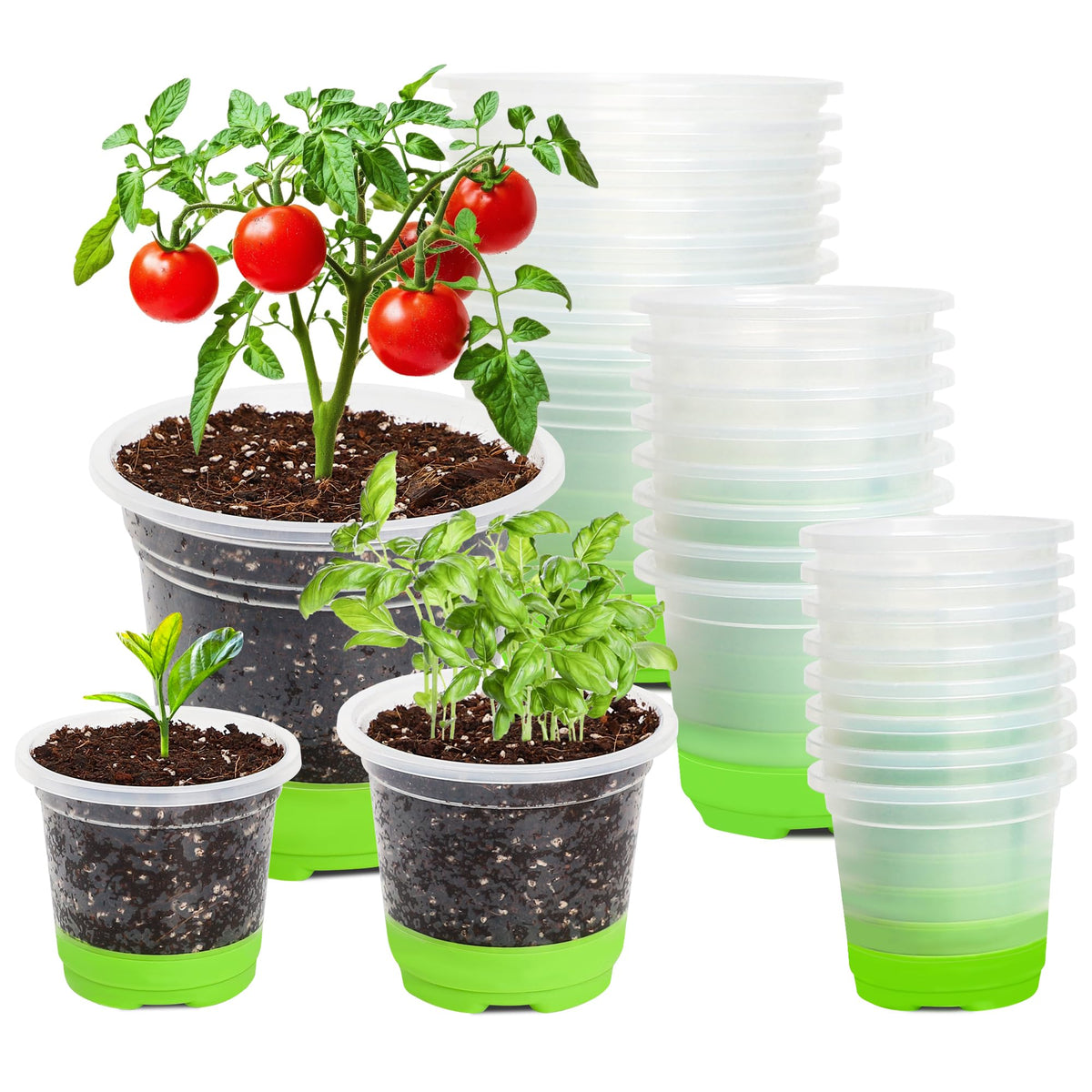 MIXC Clear Nursery Pots with Silicone Base, 4-Inch, 30-Pack