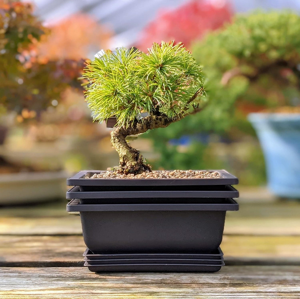 Shallow Bonsai Pots with Drainage Holes and Trays, 6 Inch Training, 3 Pack