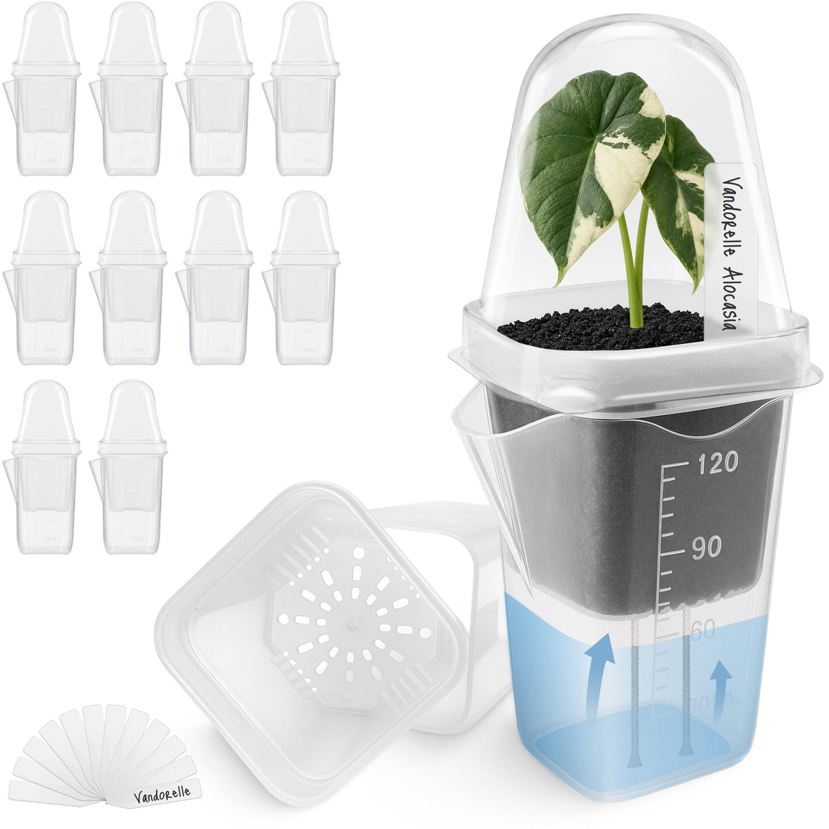 12 Pack 2" Small Pink Self Watering Pots with Humidity Dome for Indoor Plants,Clear Seed Starter Cup,Tissue Culture Acclimation Kit,Alocasia Corm Propagation,African Violet,Cutting,Seedling