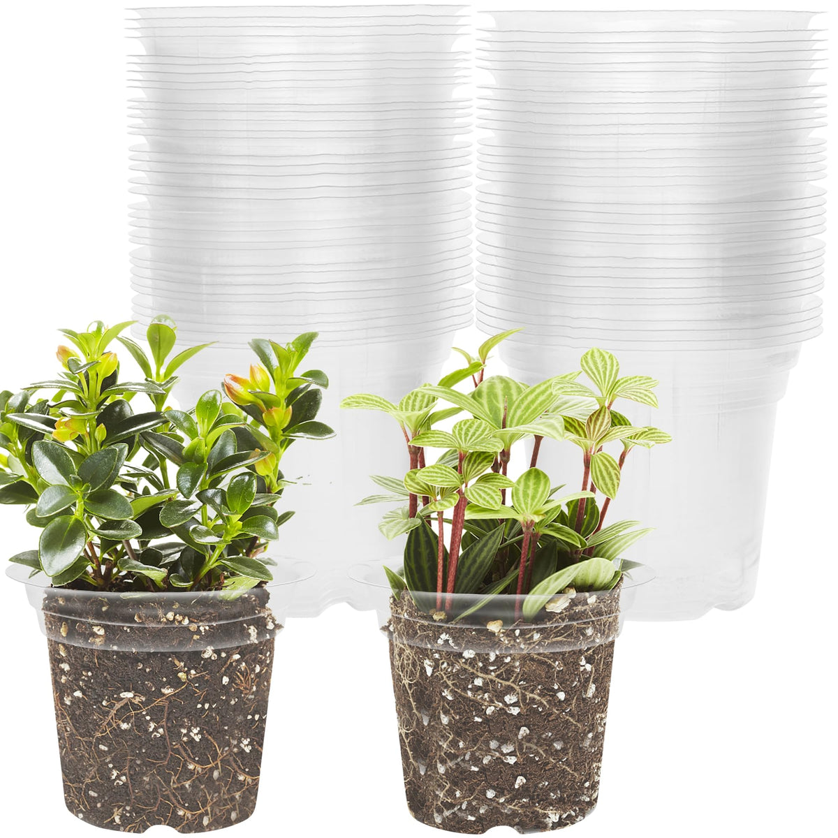 winemana 36 Set Nursery Pots with Humidity Dome, Clear Nursery Pots for Plants, Seed Starting Pots with Drainage Holes & Plant Labels for Vegetables Flowers Garden Plants