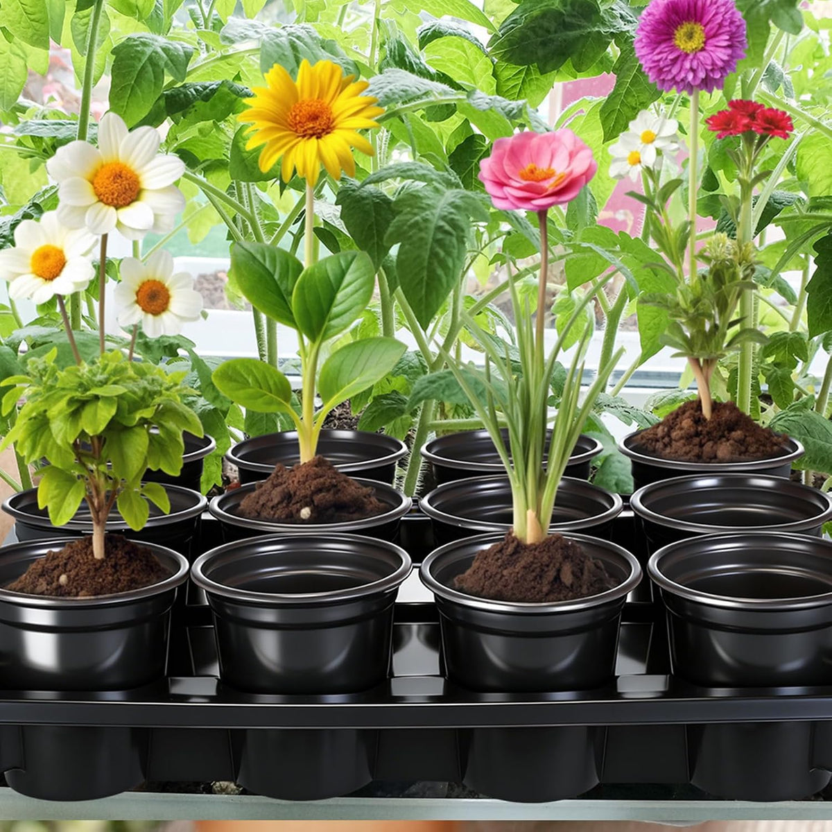 Lounsweer 6 Sets 4 Inch Plant Nursery Pots 72 Pcs and 12 Cell Plant Seed Starter Trays 6 Pcs, Sturdy Seeds Starting Germination Shuttle Carrying Trays, Small Planter Nursery Propagation(Black)
