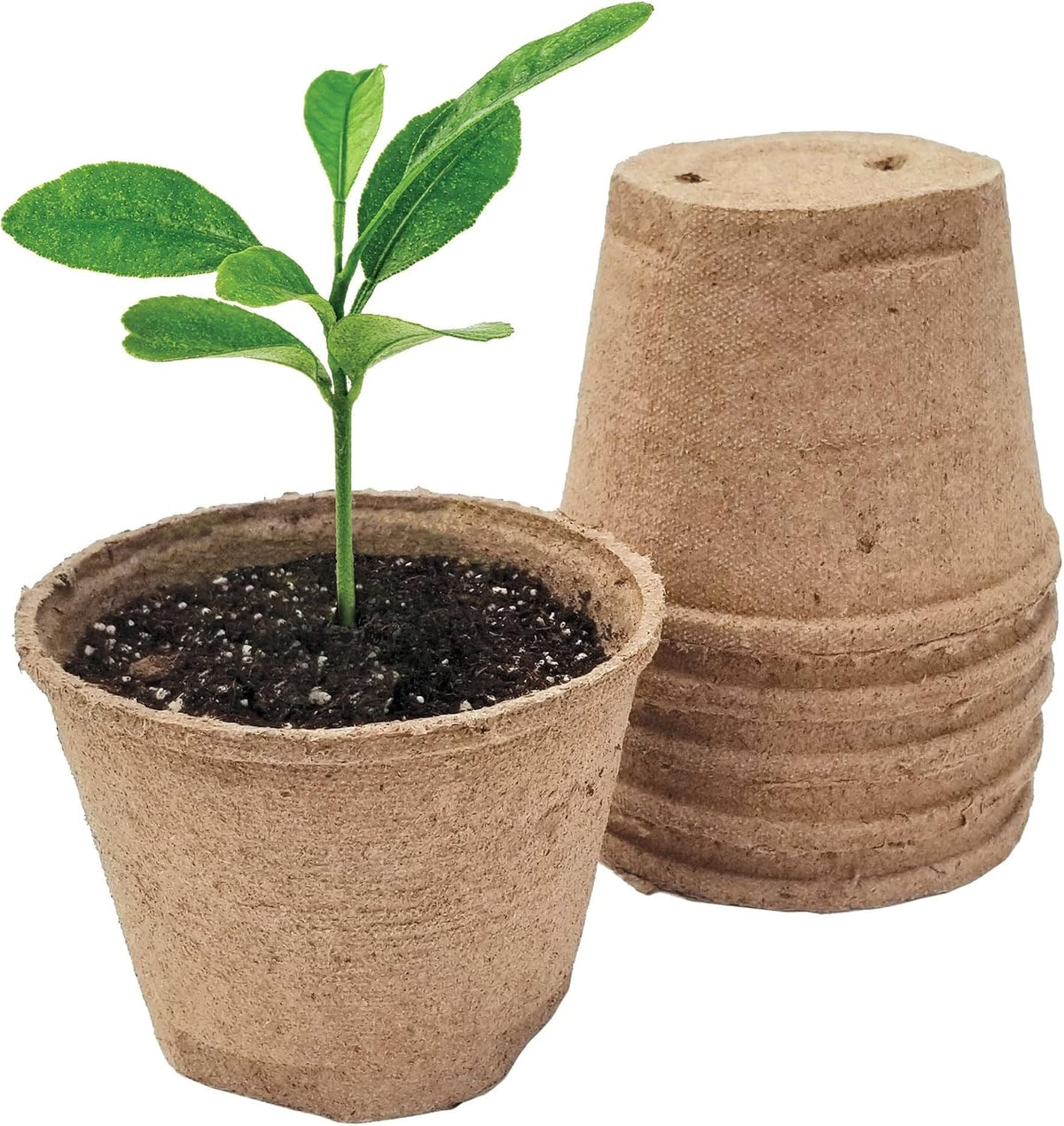 Jiffy Biodegradable Peat Pots for Seedlings, 5 Inch, 24 Pack