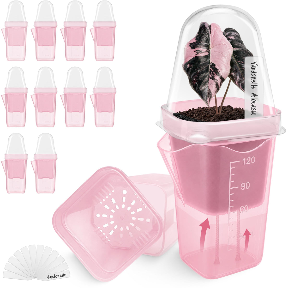 12 Pack 2" Small Pink Self Watering Pots with Humidity Dome for Indoor Plants,Clear Seed Starter Cup,Tissue Culture Acclimation Kit,Alocasia Corm Propagation,African Violet,Cutting,Seedling