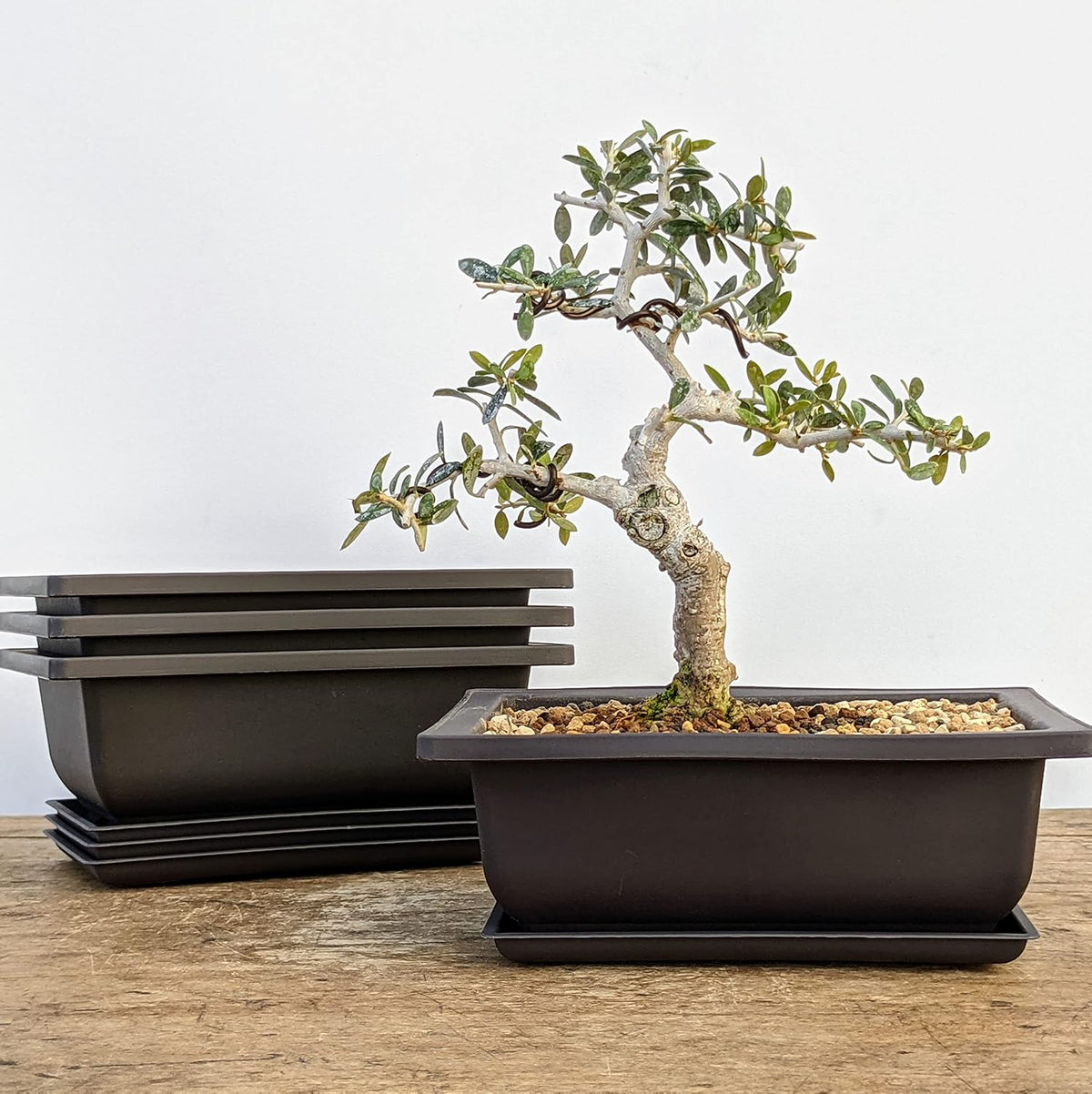 Shallow Bonsai Pots with Drainage Holes and Trays, 6 Inch Training, 3 Pack
