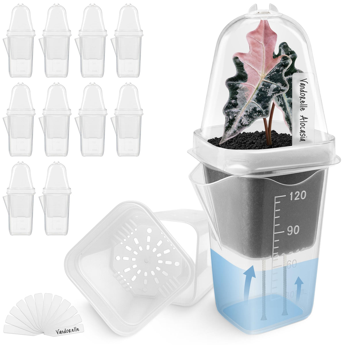12 Pack 2" Small Pink Self Watering Pots with Humidity Dome for Indoor Plants,Clear Seed Starter Cup,Tissue Culture Acclimation Kit,Alocasia Corm Propagation,African Violet,Cutting,Seedling